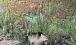 Yavru tilki ağzında yılanla görüntülendi