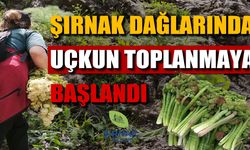 Şırnak dağlarında Uçkun mesaisi başladı