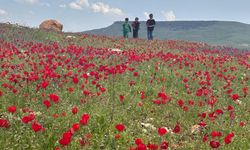 Şırnak’ta Doğa Uyandı, Ovalar Gelinciklere Büründü