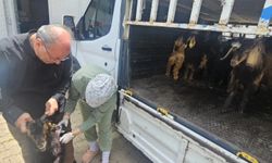 Yayla Sezonu Öncesi Silopi’de Yoğun Mesai