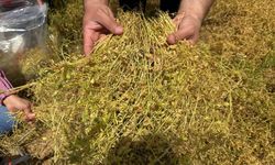 Şırnak’ta Kırmızı Mercimek Verim Çalışması Başladı