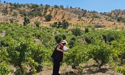 Şırnak'ta Zeytin, Nar ve Bağ Alanları İnceleniyor