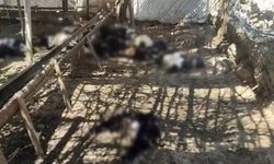 Ağıla giren başıboş köpekler 26 keçiyi telef etti