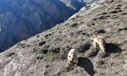 Ayılar Gitmeyince Beddua Etti, O Anlar Viral Oldu
