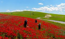 Doğal gelincik tarlası vatandaşların ilgi odağı oldu