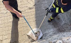 1 buçuk metrelik yılan evin bahçesinden çıktı