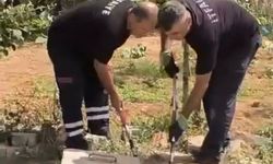 Kuyuda görülen yılan doğaya bırakıldı