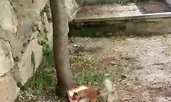 Sincap ceviz bulamayınca kabı protesto etti