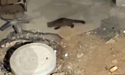 Yüksekova’daki görüntüyü görenler gözlerine inanamadı