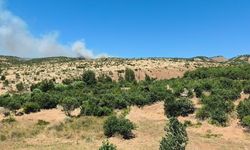 Dicle’de ağaçlık alanda yangın korkttu