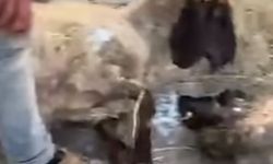 Siirt'te zehirlenerek 32 küçükbaş hayvan telef oldu