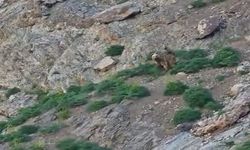 Cehennem Vadisi'nde ayı ve yavrusu görüntülendi
