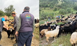 Köy Köy, Yayla Yayla: Hayvan Sağlığı İçin Büyük Seferberlik!