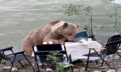 Ayının piknik keyfi kameralara yansıdı