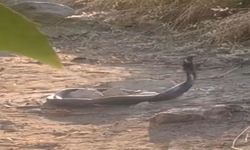 Siirt'te görüntülenen yılanlar korkuttu