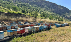 Şırnak’ta Bal Üreticileri Sezona Umutlu Başladı