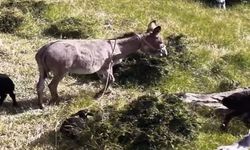 Sürüden ayrılan eşeği dronun sesi geri getirdi