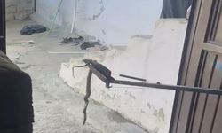 Eve giren yılan yakalanarak doğaya bırakıldı