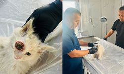 Gözü dışarı çıkan kedi başarılı ameliyatla sağlığına kavuştu