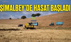 Şimalbey mezrasında hasat başladı