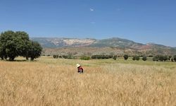 Şırnak’ta Tarım Ekiplerinden Süne Seferberliği