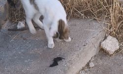 Şırnak'ta Kedi ve Yarasanın Sokaktaki İlginç Kapışması
