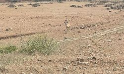 Cudi Dağı'ndaki Ceylan Sahası Yerinde İncelendi