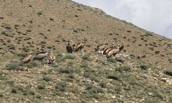Sürü halinde görülen kızıl akbabalar heyecanlandırdı