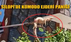 Silopi’de Komodo benzeri hayvan bulundu