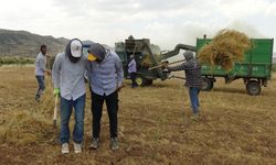 Kavurucu sıcakta 'oyun havalı' hasat