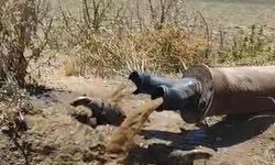 Sulama borusundan çıkan porsuk şaşırttı