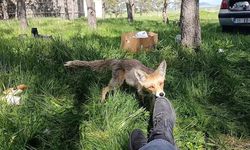 Piknikçilerin gözdesi tilki Dalton kamerada