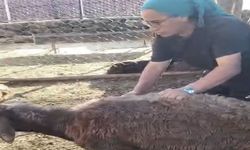 Kurt ağıla girdi, 8 koyun telef oldu, 8’i kayıp