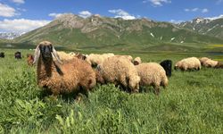 Faraşin Yaylası’nda bahar bereketi