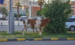 Cizre'nin Göbeğinde İnekler Trafiği ve Ağaçları Hedef Aldı!