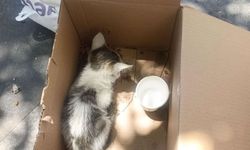 Reklam panosuna sıkışan yavru kedi kurtarıldı