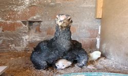 Yavru kedi anne tavuğun altına sığındı