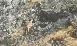 Yaban keçileri karayolunda görüntülendi