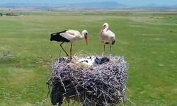 Şırnak'ta Göçmen Kuşlara Güvenli Yuva Projesi