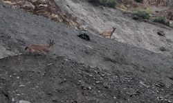 Şırnak sınırında dağ keçileri görüntülendi