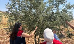 Şırnak'ta Zeytin Bahçelerinde Hasar Tespiti