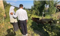 Telef olan ineği için gözyaşı döken teyzeye yardım eli