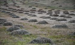 Şırnak Yaylalarında Kış Mesaisi Başladı