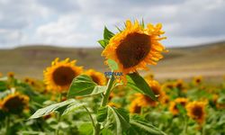 Ayçiçeği tarlaları sarıya büründü