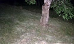 Ayı ve domuz sürüleri dut bahçelerini talan etti