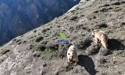 Ayı saldırısında yaralanan kişi ameliyata alındı