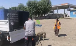 Başverimli'de Saldırgan Köpekler Toplanıyor