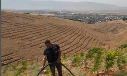 Silopi Belediyesi'nden 10 bin fidana hayat veren çalışma