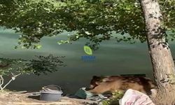 Bozayı piknikçilerin sofrasına misafir oldu