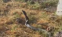 Sıcak hava devasa yılanları ortaya çıkardı